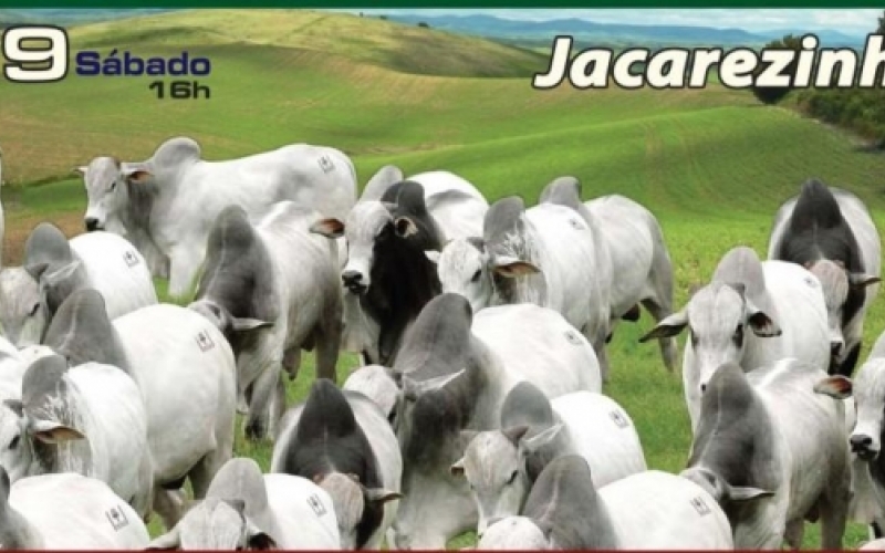 Leilão de gado é realizado em Jacarezinho
