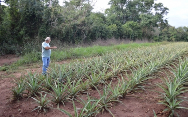 Projeto para plantio de abacaxi é sucesso em Jacarezinho
