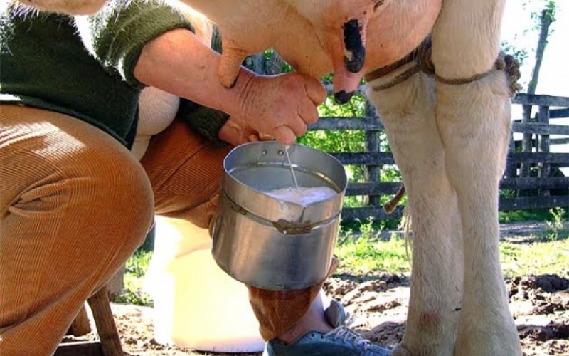 Agricultores familiares da região recebem apoio para pecuária leiteira