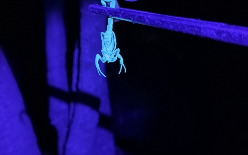 Prefeitura de Jacarezinho lança megaoperação contra escorpiões